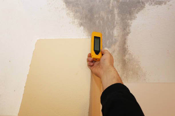 Trusted Whiteriver, AZ Mold Removal Experts