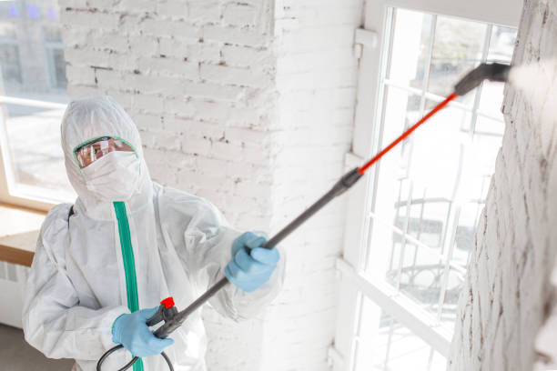 Mold Odor Removal Services in Whiteriver, AZ